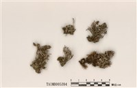 藏品(石蕊屬)的圖片